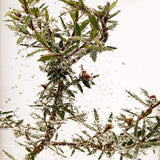 Tea Tree Skin Clearing Facial Wash