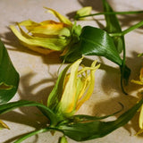 Full Ylang Ylang Eau De Parfum