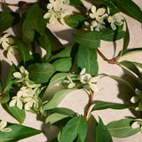 Full Orange Blossom Eau De Parfum