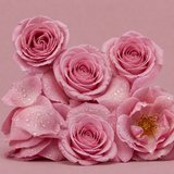 British Rose