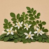 Moringa